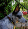Blue's Bark Bazaar - Home